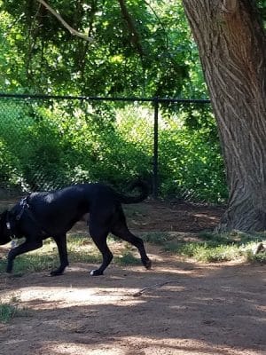 Edmond Dog Park