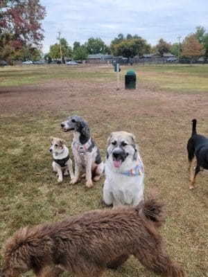 Edmond Dog Park