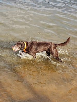 Edmond Dog Park