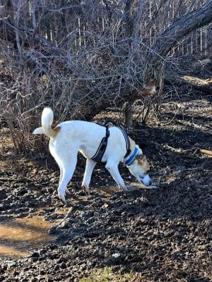 Edmond Dog Park
