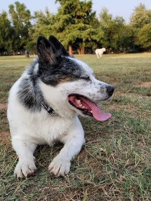 Edmond Dog Park