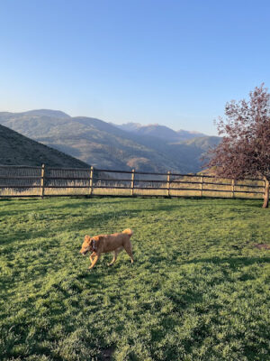 Wildridge Dog Park