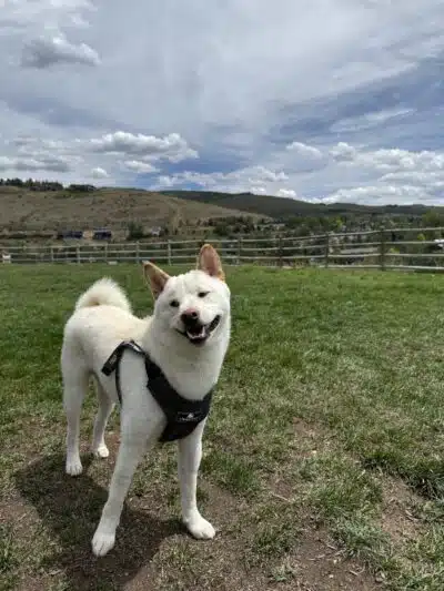 Wildridge Dog Park - Edwards, CO