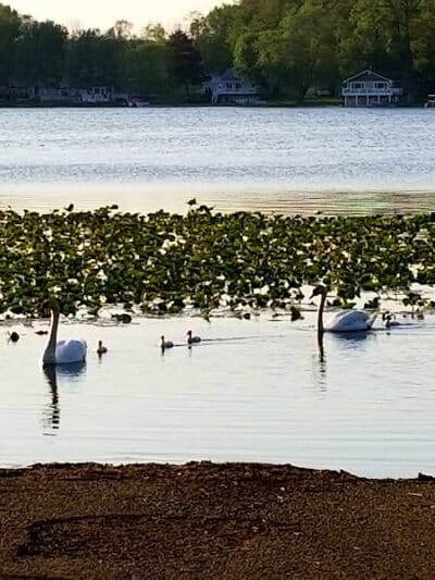 Gunn Park - Edwardsburg,