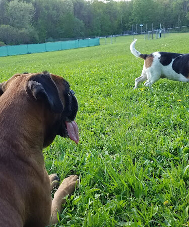 French Dog Park - Egremont, MA