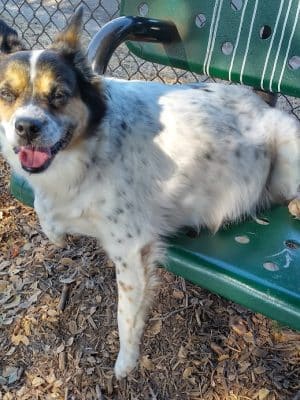 Bruce King Memorial Dog Park