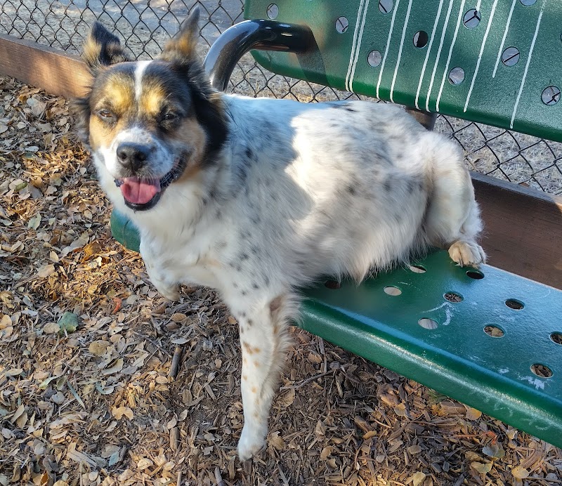 Bruce King Memorial Dog Park - El Cerrito, CA