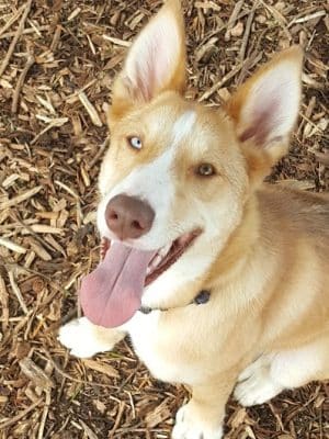 Bruce King Memorial Dog Park