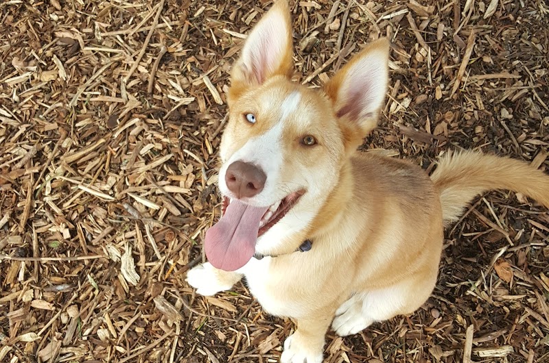 Bruce King Memorial Dog Park - El Cerrito, CA