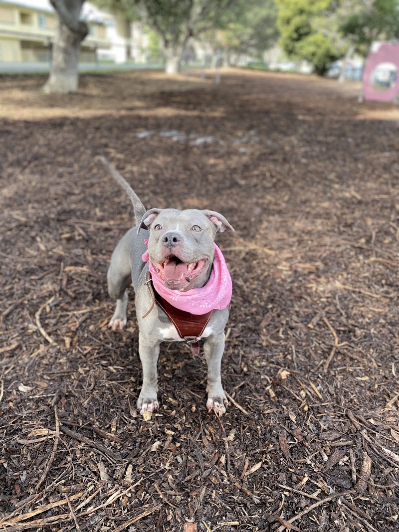 Bruce King Memorial Dog Park - El Cerrito, CA