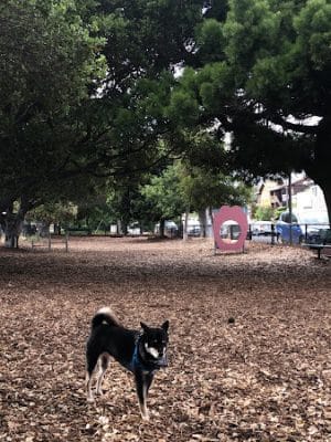 Bruce King Memorial Dog Park