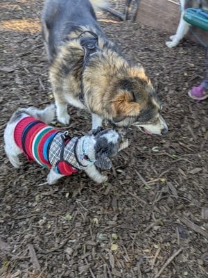 Bruce King Memorial Dog Park