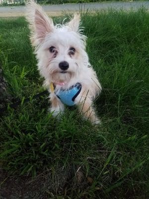 Bruce King Memorial Dog Park
