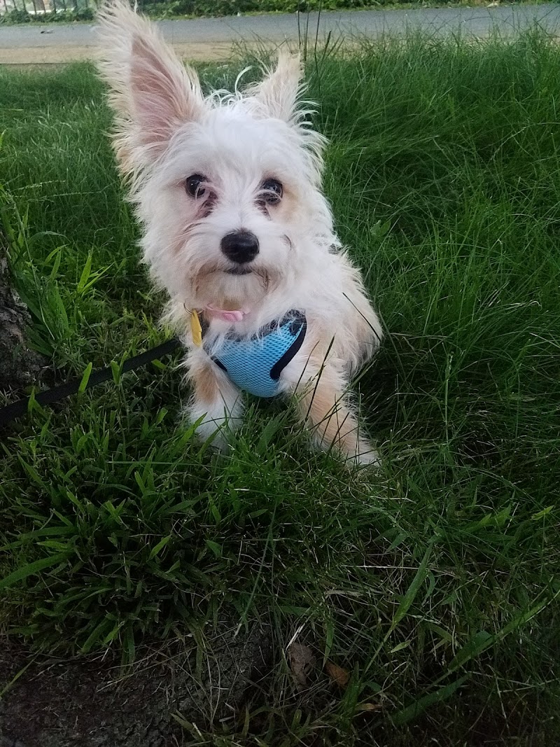Bruce King Memorial Dog Park - El Cerrito, CA
