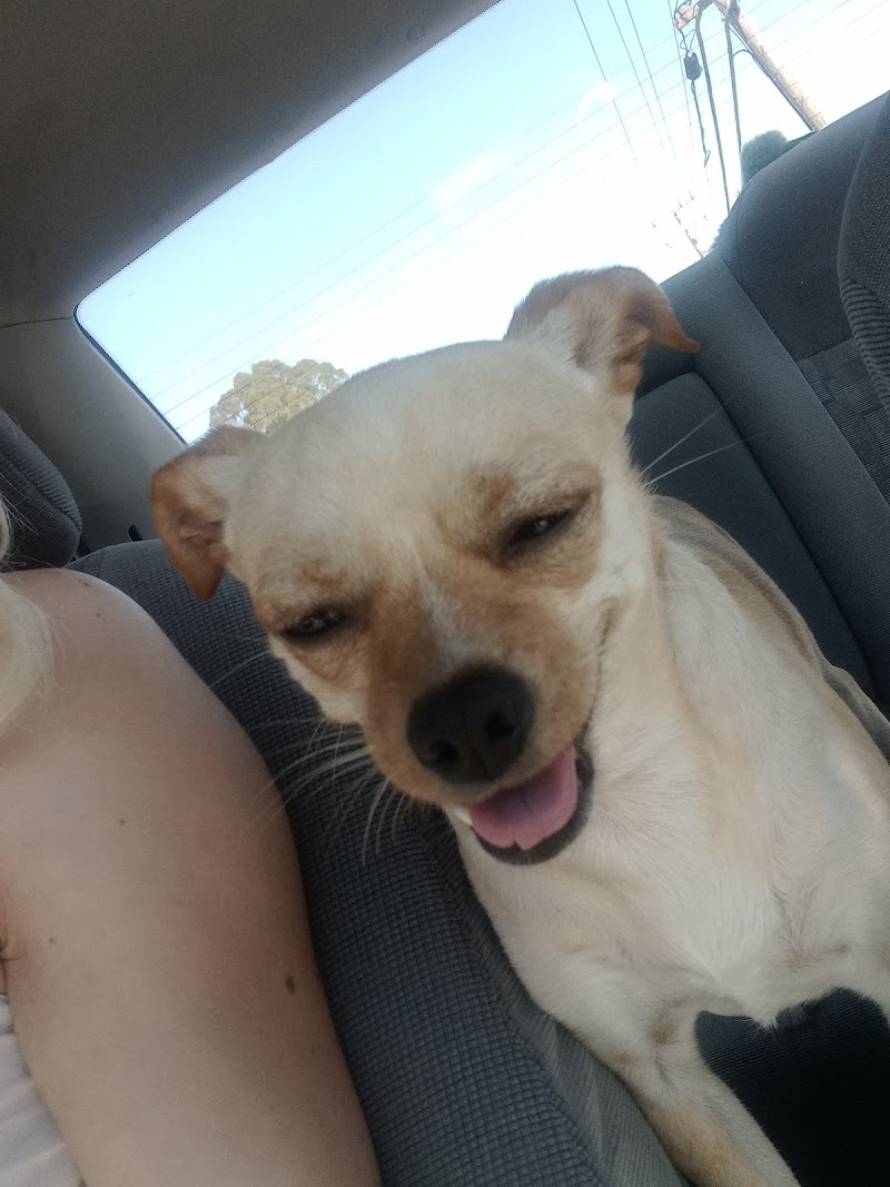 Bruce King Memorial Dog Park - El Cerrito, CA