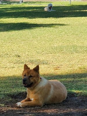 Gateway Dog Park - El Mirage, AZ