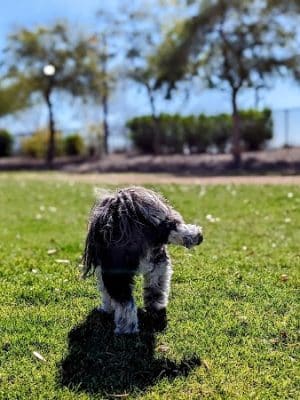 Gateway Dog Park - El Mirage, AZ