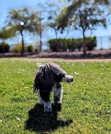 Gateway Dog Park - El Mirage, AZ