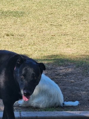 Gateway Dog Park - El Mirage, AZ