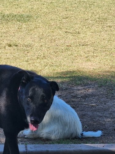 Gateway Dog Park - El Mirage, AZ