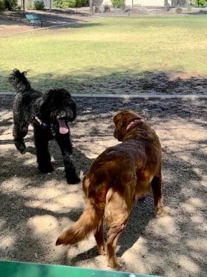 Gateway Dog Park - El Mirage, AZ