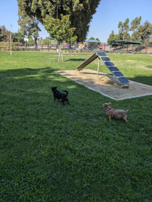 Fletcher Fetch Park