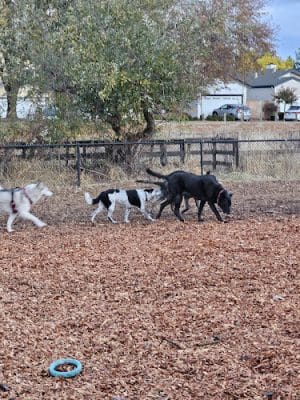 Ernie Smith-Park Dog Park - El Verano, CA