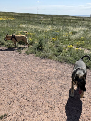 Falcon Regional Dog Park
