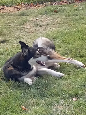 Eldridge Dog Park