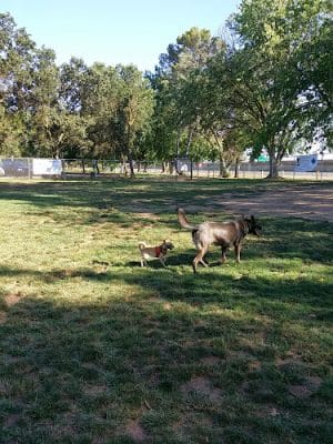 Off-Leash Dog Park