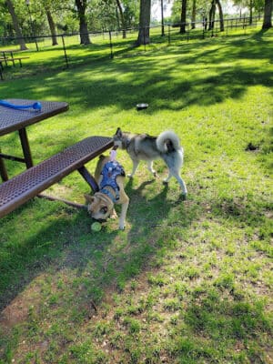 Otsego Dog Park