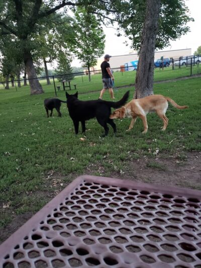Otsego Dog Park - Elk River,