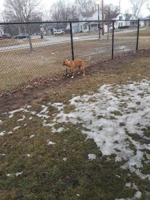 Dr. Frank Booth Dog Park
