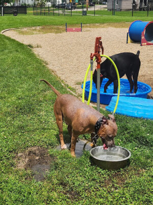Dr. Frank Booth Dog Park