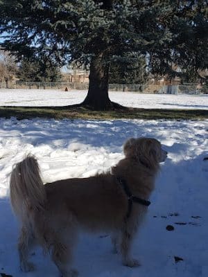 Elko Dog Park!