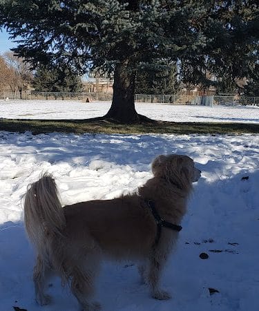 Elko Dog Park!