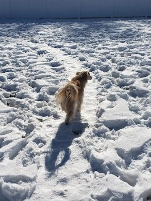 Elko Dog Park!