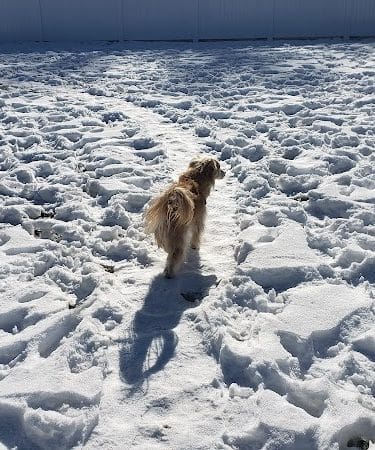 Elko Dog Park!