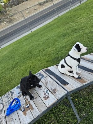 Elko Dog Park!