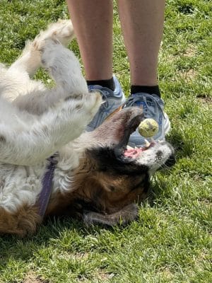 Elko Dog Park!