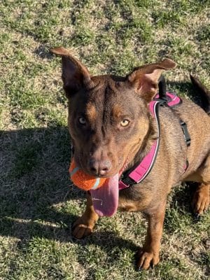 Elko Dog Park!
