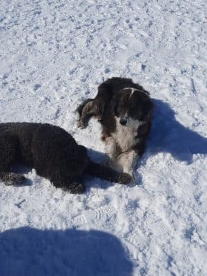 Elko Dog Park!