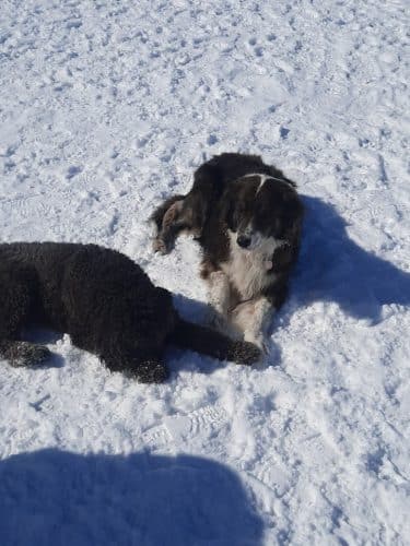 Elko Dog Park!