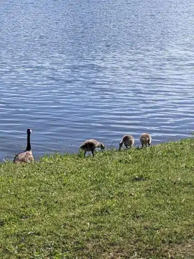 Eldridge Park Dog Park - Elmira,