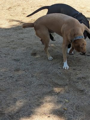 Dog park