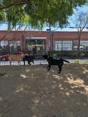 Dog park