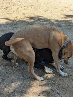 Dog park