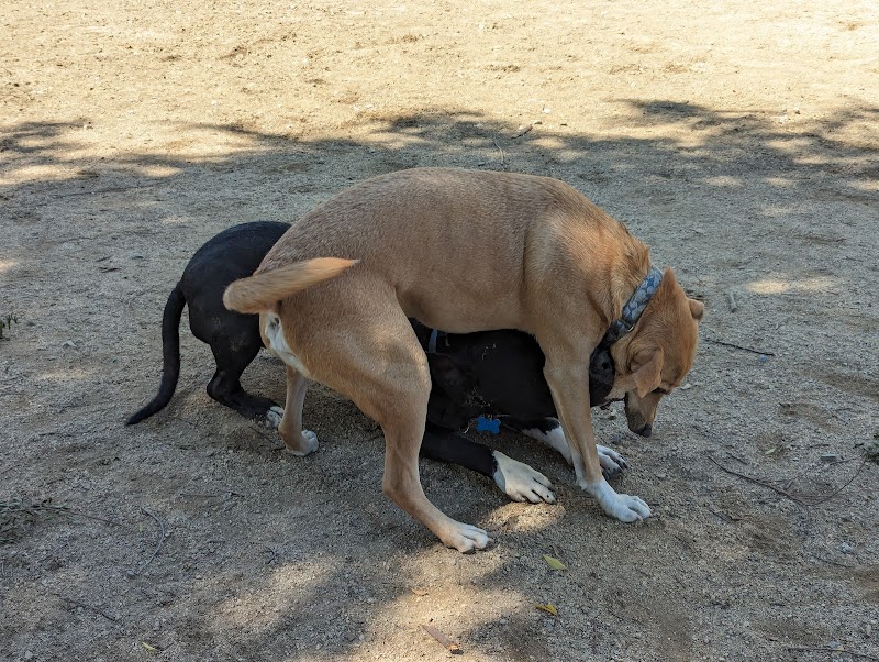 Dog park - Emeryville, CA