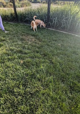 Dog park