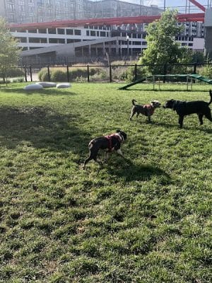 Dog park